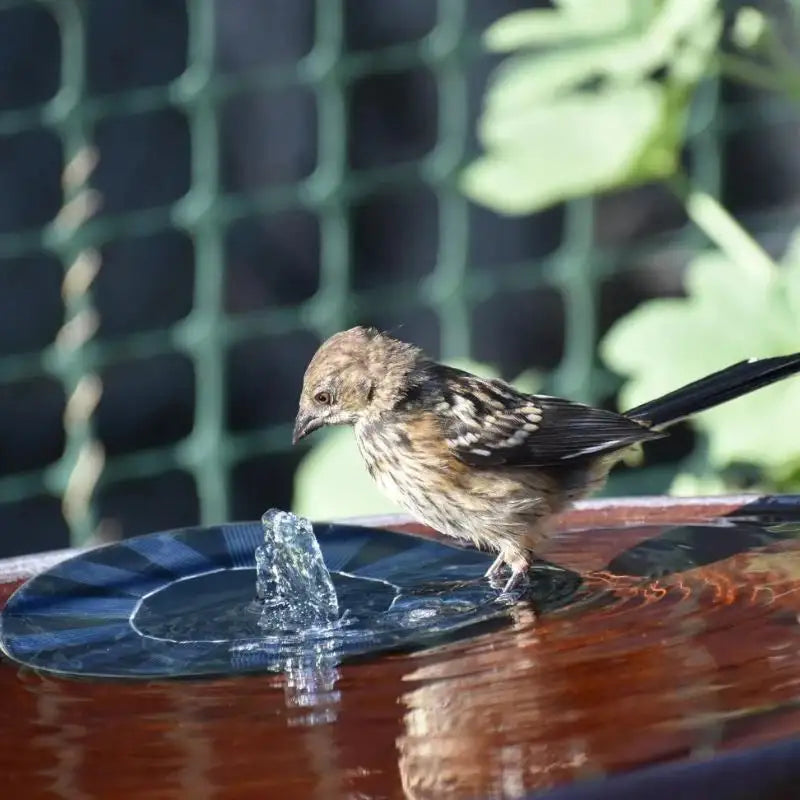 Solar Powered Fountain - YGSHOP